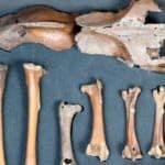 Photo: Dodo Bones